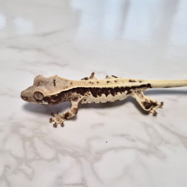 Frappuccino Het Axanthic