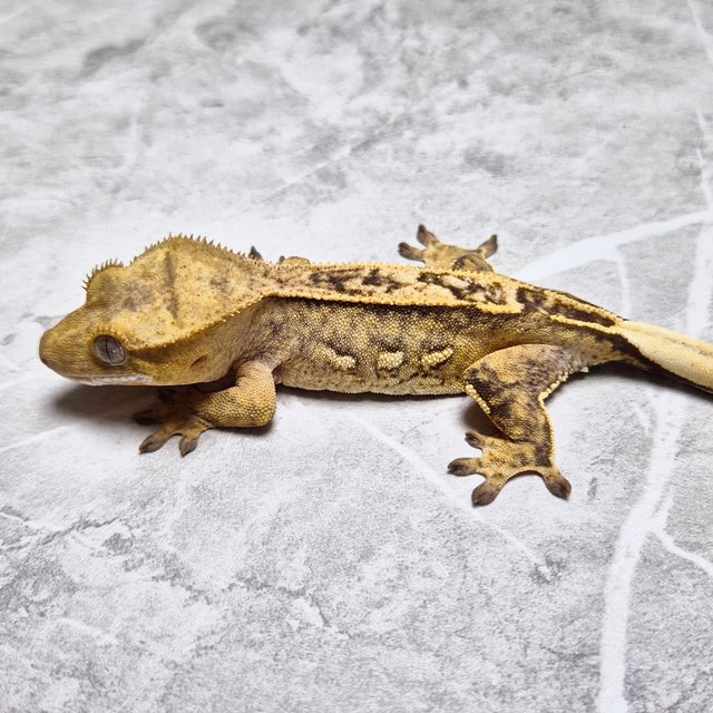 Het Axanthic