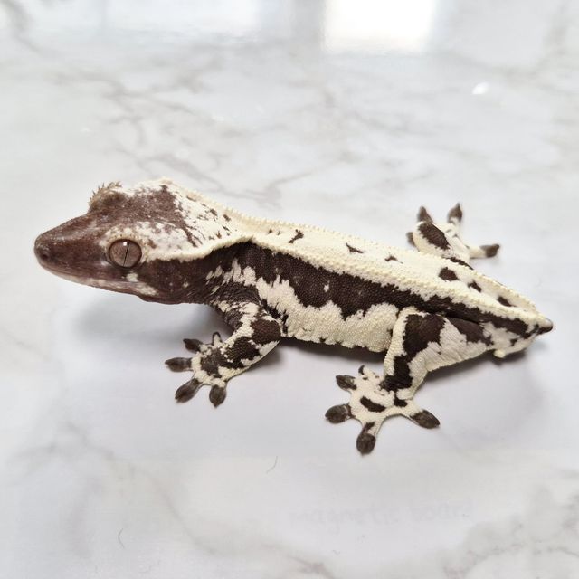 Frappuccino Axanthic