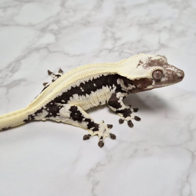 Frappuccino Axanthic