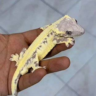 Lilly White