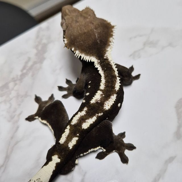 Axanthic