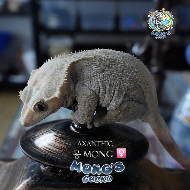 Altitude Axanthic