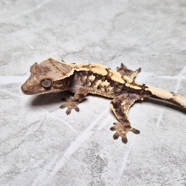 Het Axanthic Sable