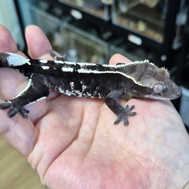 Cappuccino Axanthic