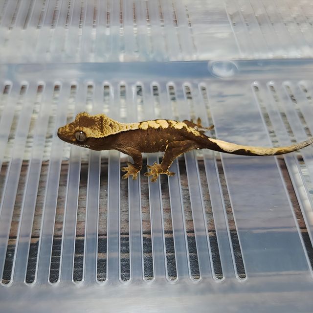 Het Axanthic