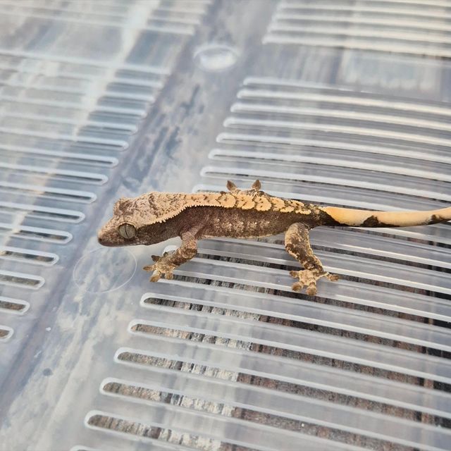Het Axanthic