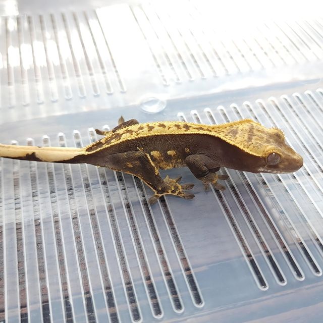 Pinstripe Het Axanthic