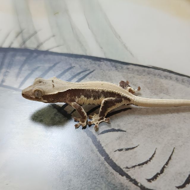 Lilly Het Axanthic