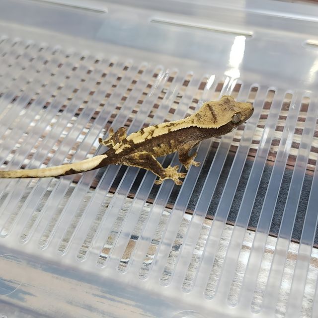 Het Axanthic