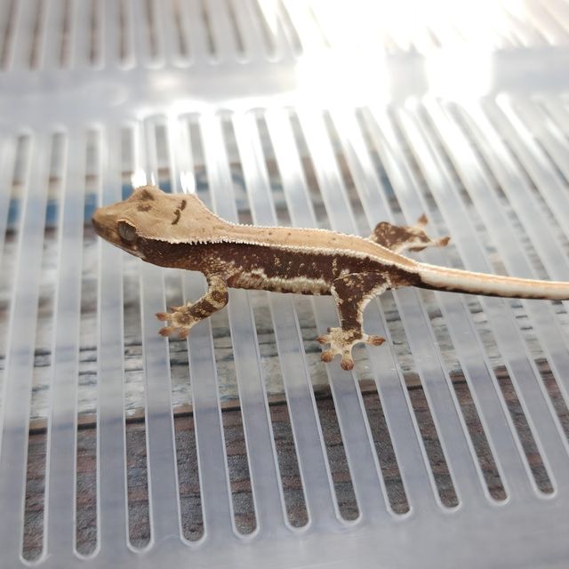 Lilly Het Axanthic