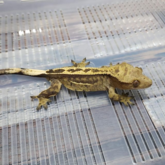 Het Axanthic Empty Back Pinstripe