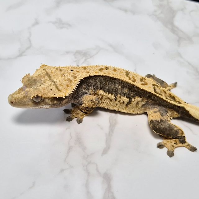 Het Axanthic