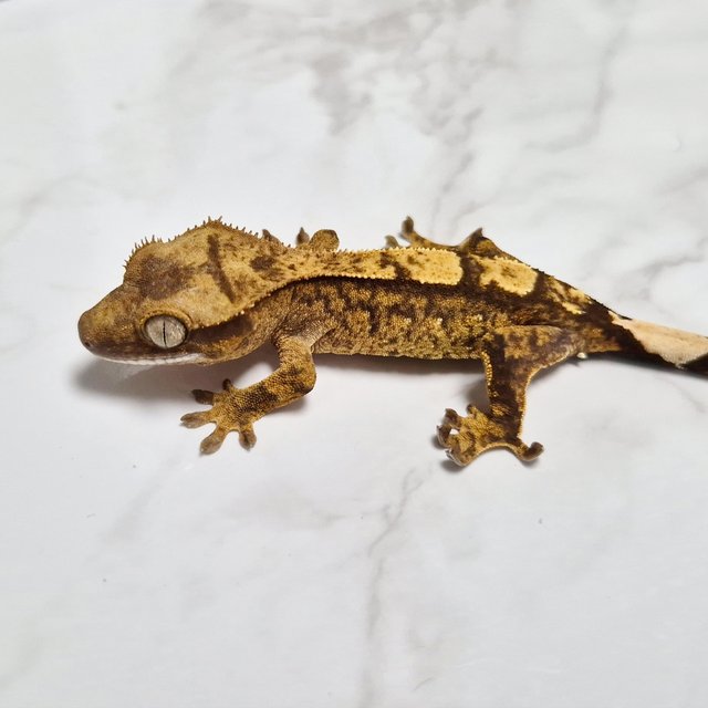 Het Axanthic