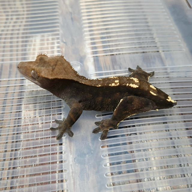 Het Axanthic Cappuccino