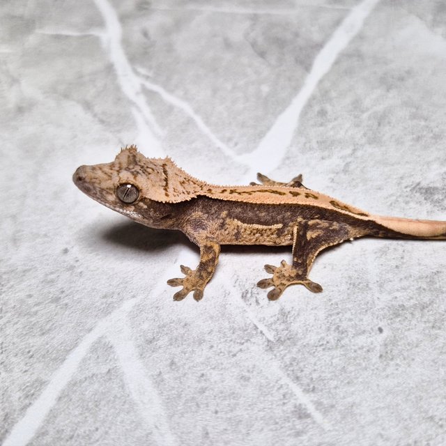Het Axanthic Super Stripe