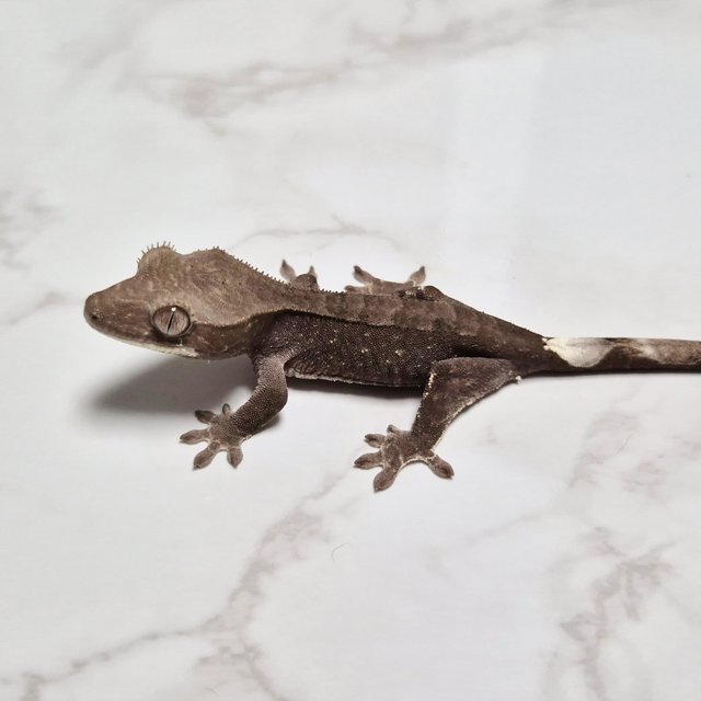 Cappuccino Axanthic
