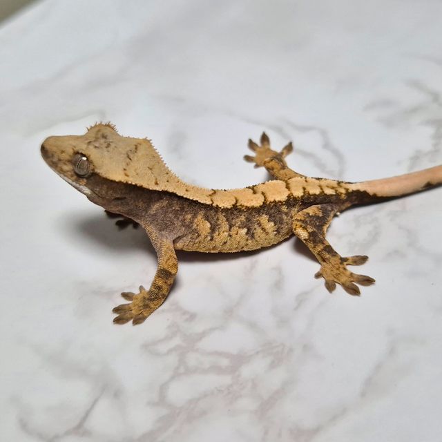 Het Axanthic