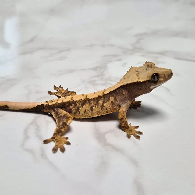 Het Axanthic
