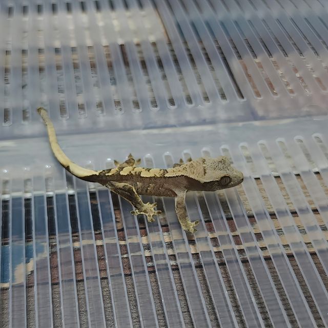 Het Axanthic