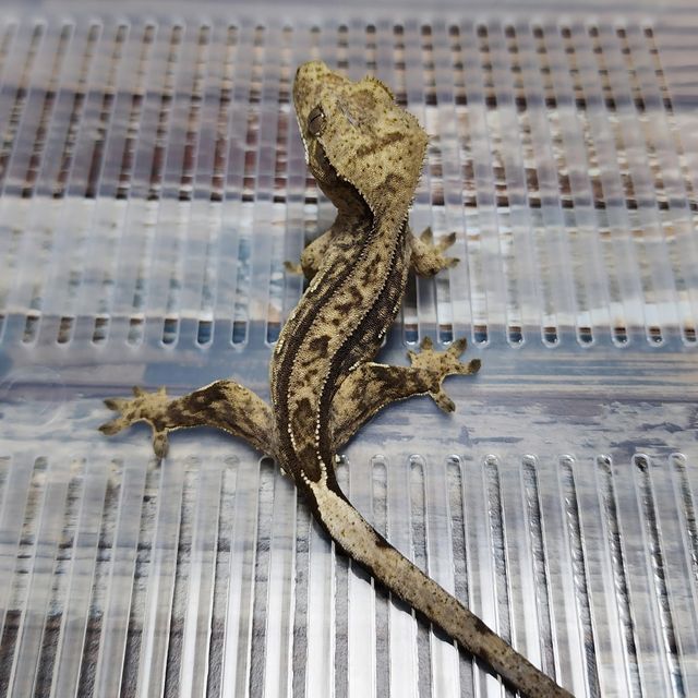Het Axanthic