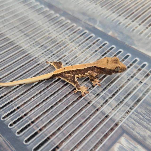 Lilly Het Axanthic