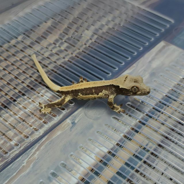 Lilly Het Axanthic