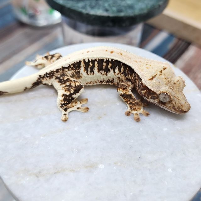 Lilly Het Axanthic