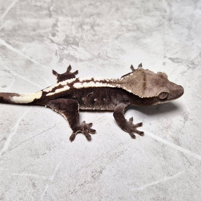 Axanthic
