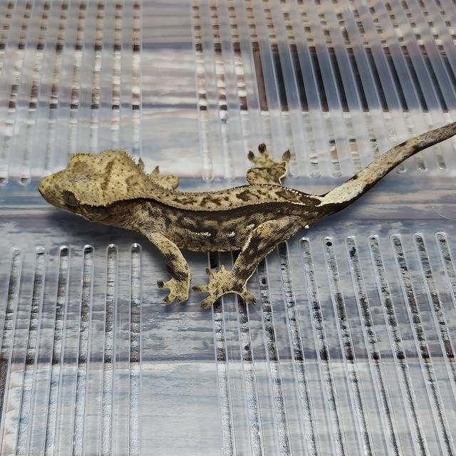 Het Axanthic