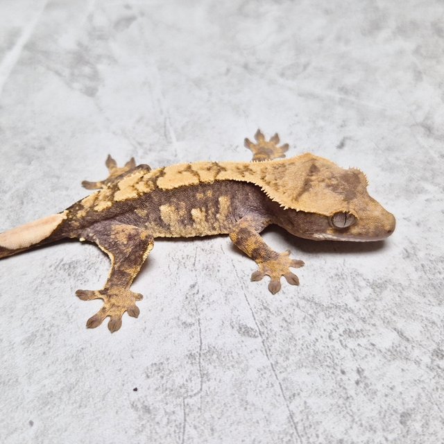 Het Axanthic