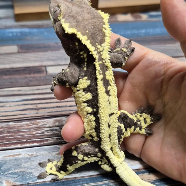Axanthic Frappuccino Lilly Axanthic
