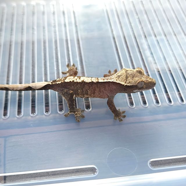 Het Axanthic Cappuccino