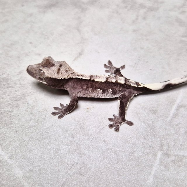 Axanthic