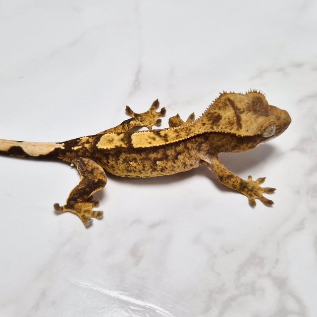 Het Axanthic