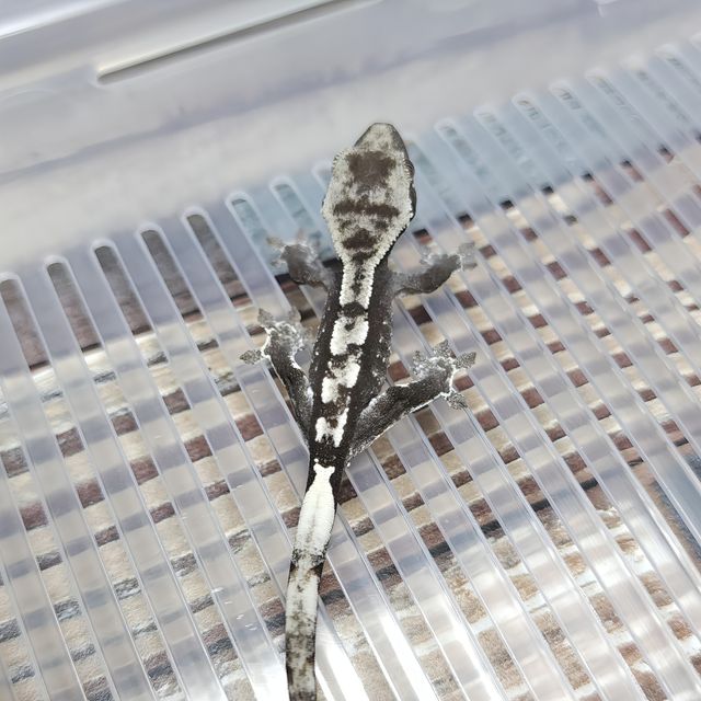 Axanthic