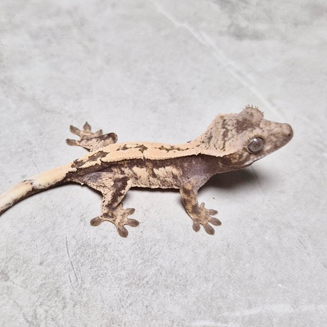 Het Axanthic Sable