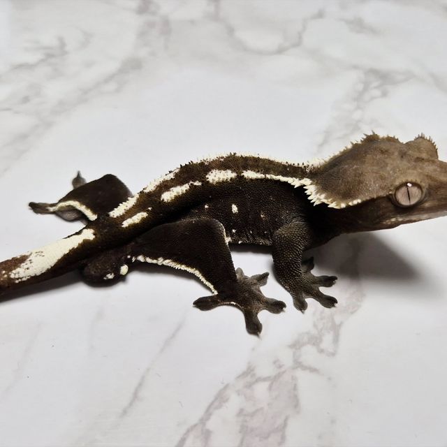 Axanthic