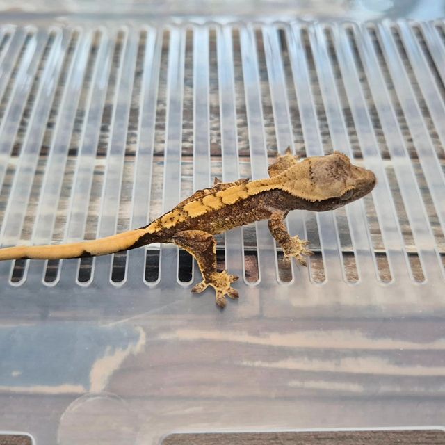 Het Axanthic