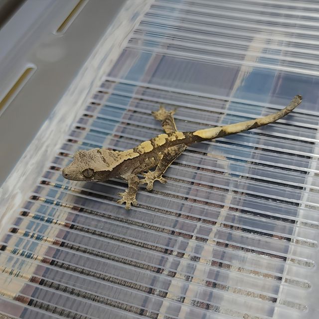 Het Axanthic