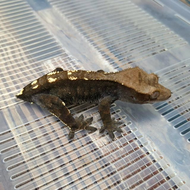 Het Axanthic Cappuccino
