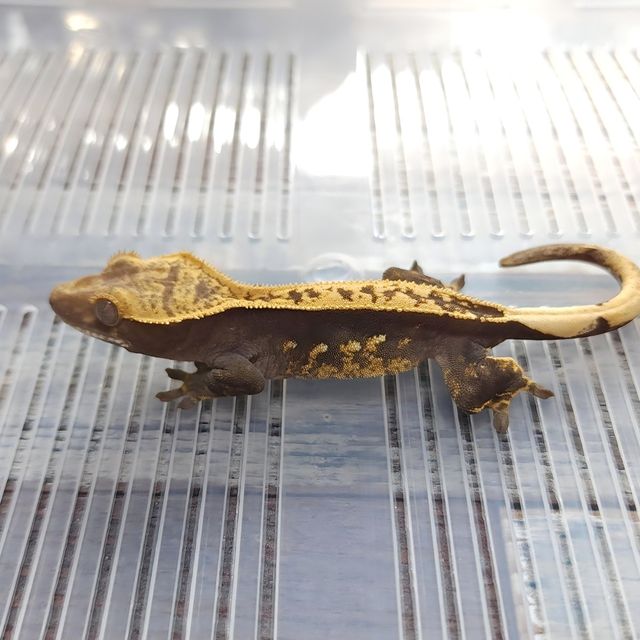 Pinstripe Het Axanthic