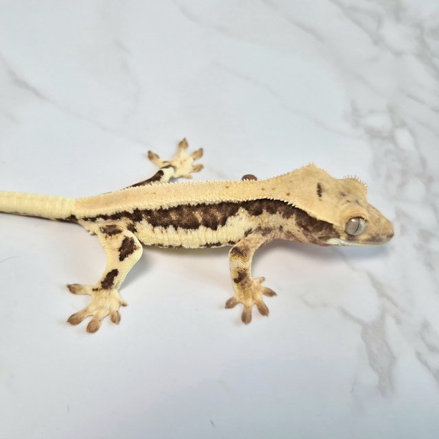 Lilly Het Axanthic