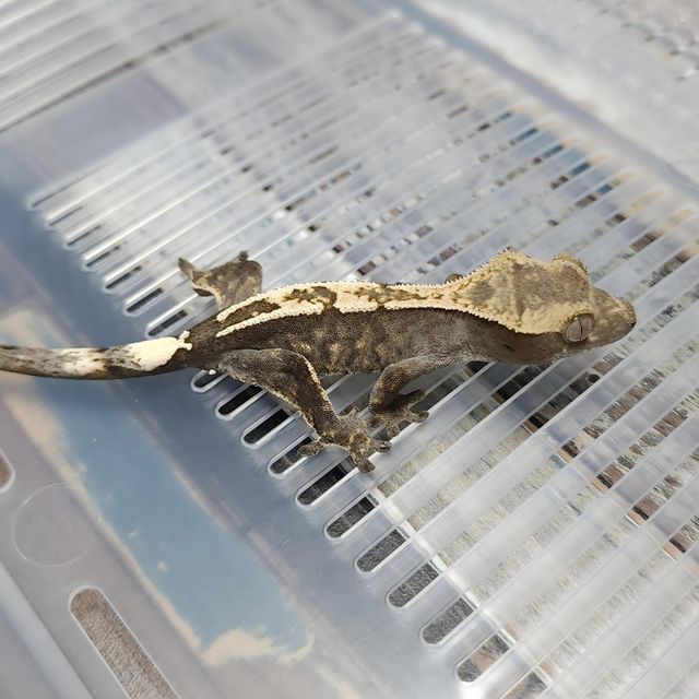Het Axanthic Cappuccino