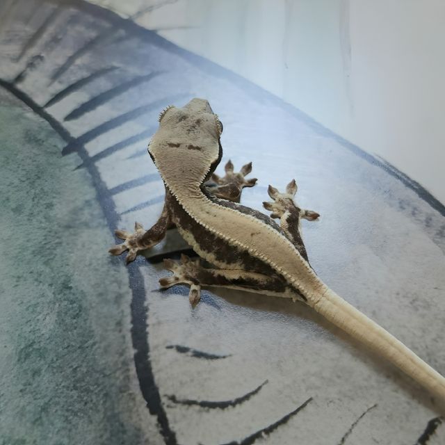 Lilly Het Axanthic