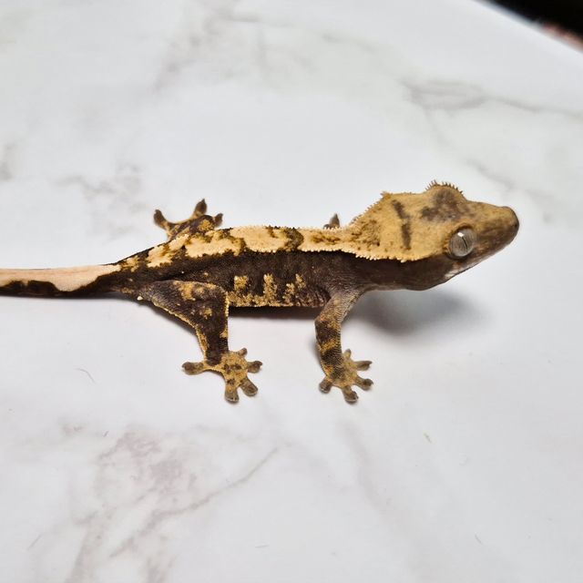 Het Axanthic