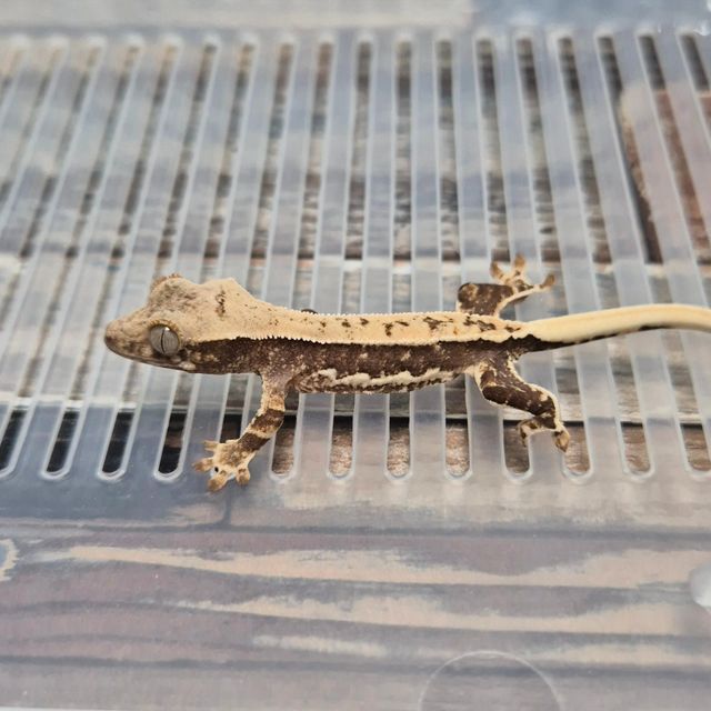 Lilly Het Axanthic