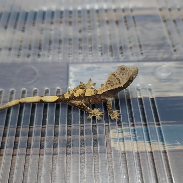 Het Axanthic