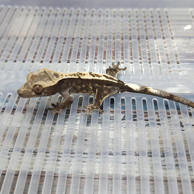 Het Axanthic Cappuccino