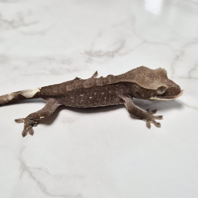 Cappuccino Axanthic